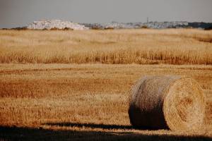 wedding-at-masseria-caselli2_original