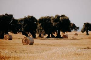 wedding-at-masseria-caselli5_original
