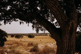 matrimonio-masseria-san-paolo-grande00103_original