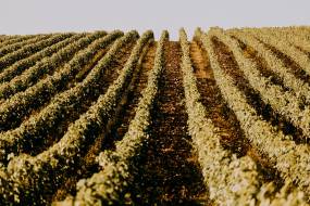 querceto-di-castellina2_original