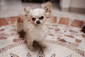 matrimonio-intimo-puglia70_original