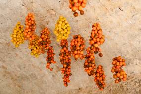 masseria-salamina-wedding00005_original