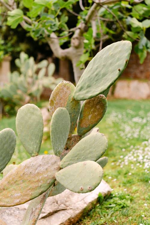 matrimonio-masseria-grieco19_original