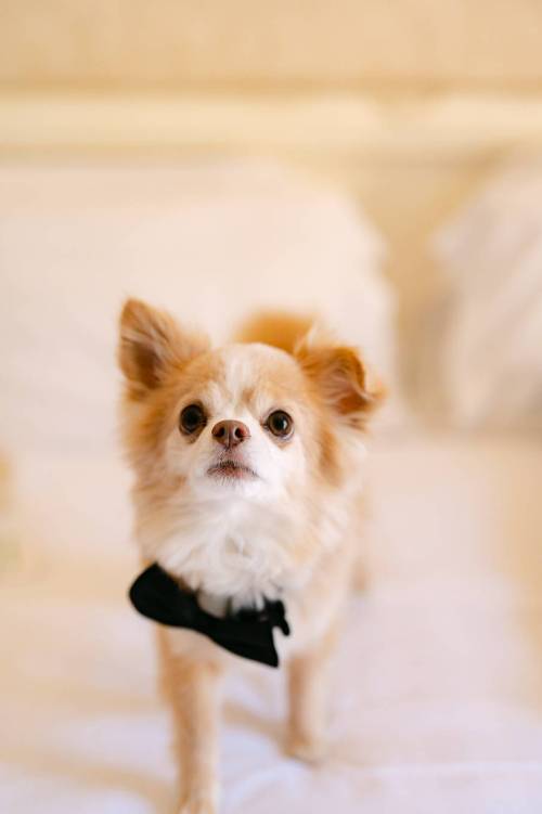 wedding-como-lake-27_original